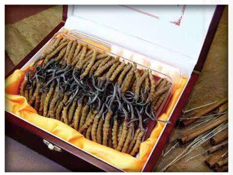 苍溪冬虫夏草回收